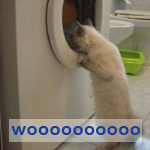 gatto incantato che fissa l'oblò della lavatrice